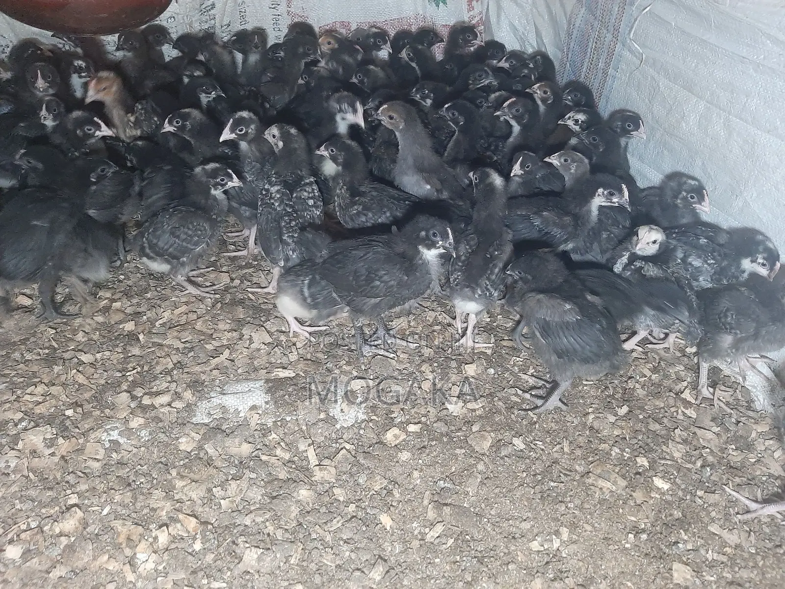 All Types of Improved Kienyaji Chicks