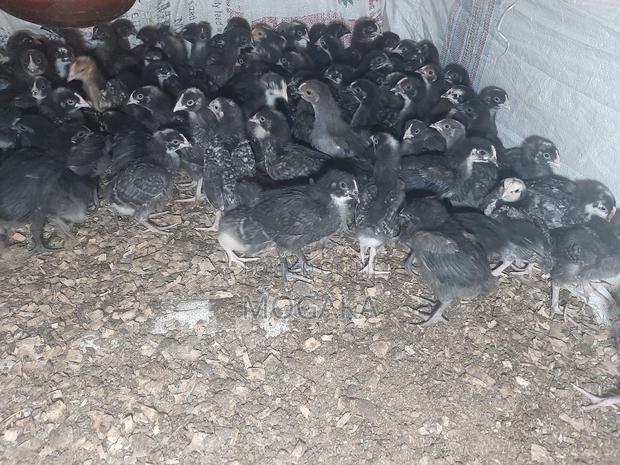 All Types of Improved Kienyaji Chicks - thumbnail 4