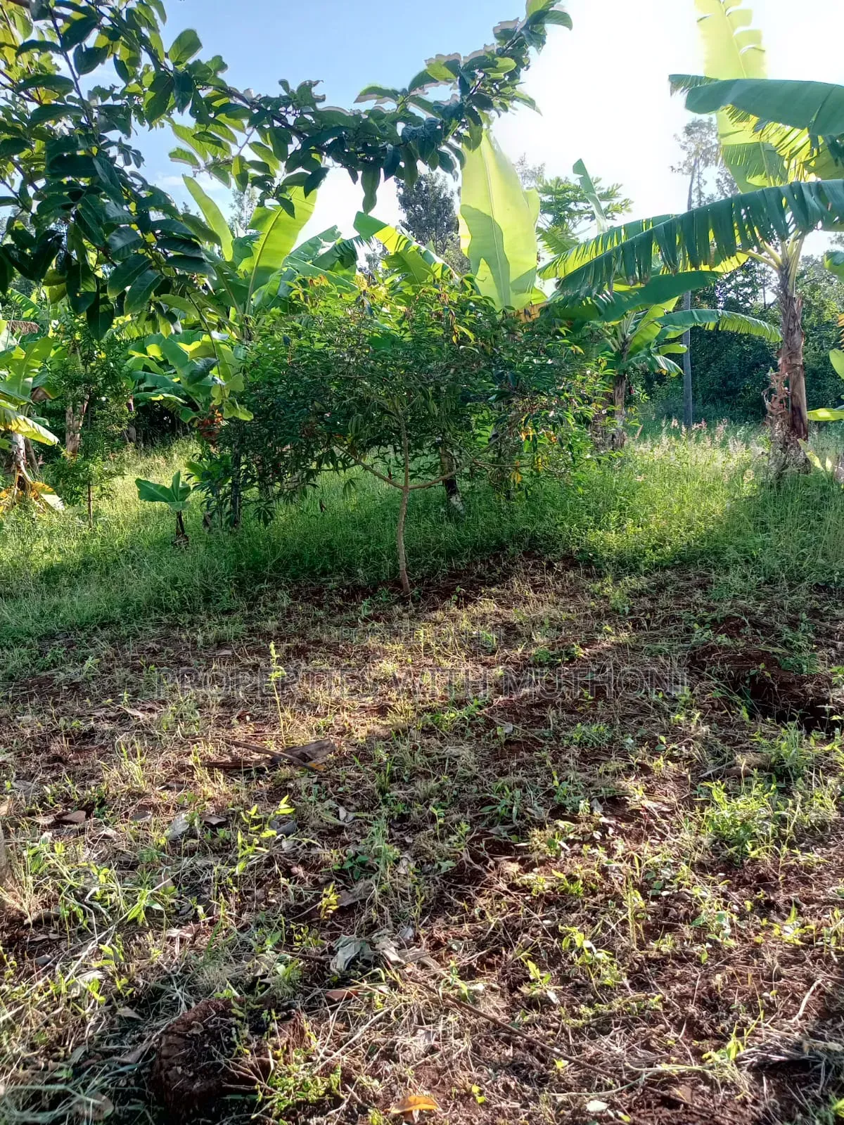1/2 Acre for Sale in Gatarwa, Kagio.