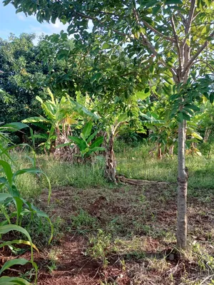 1/2 Acre for Sale in Gatarwa, Kagio.