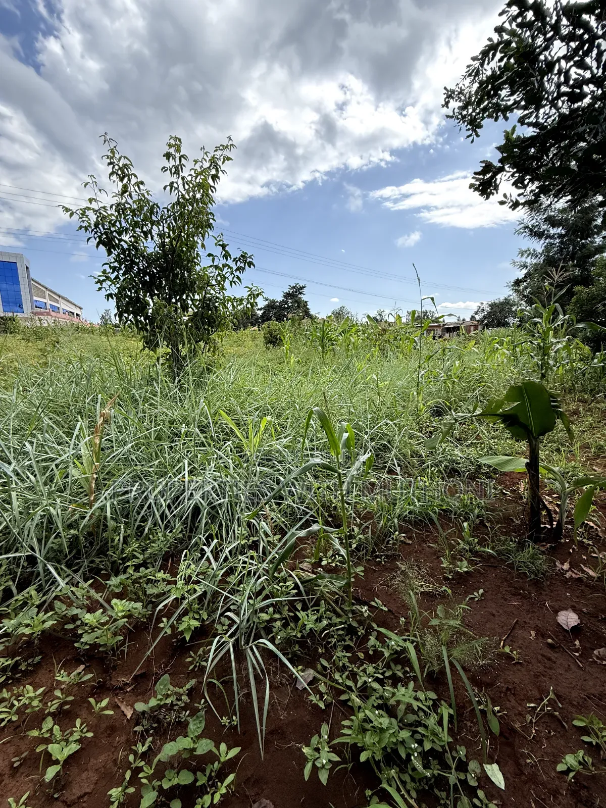 1/2 Acre Land for Sale in Gatuto, Kirinyaga County.