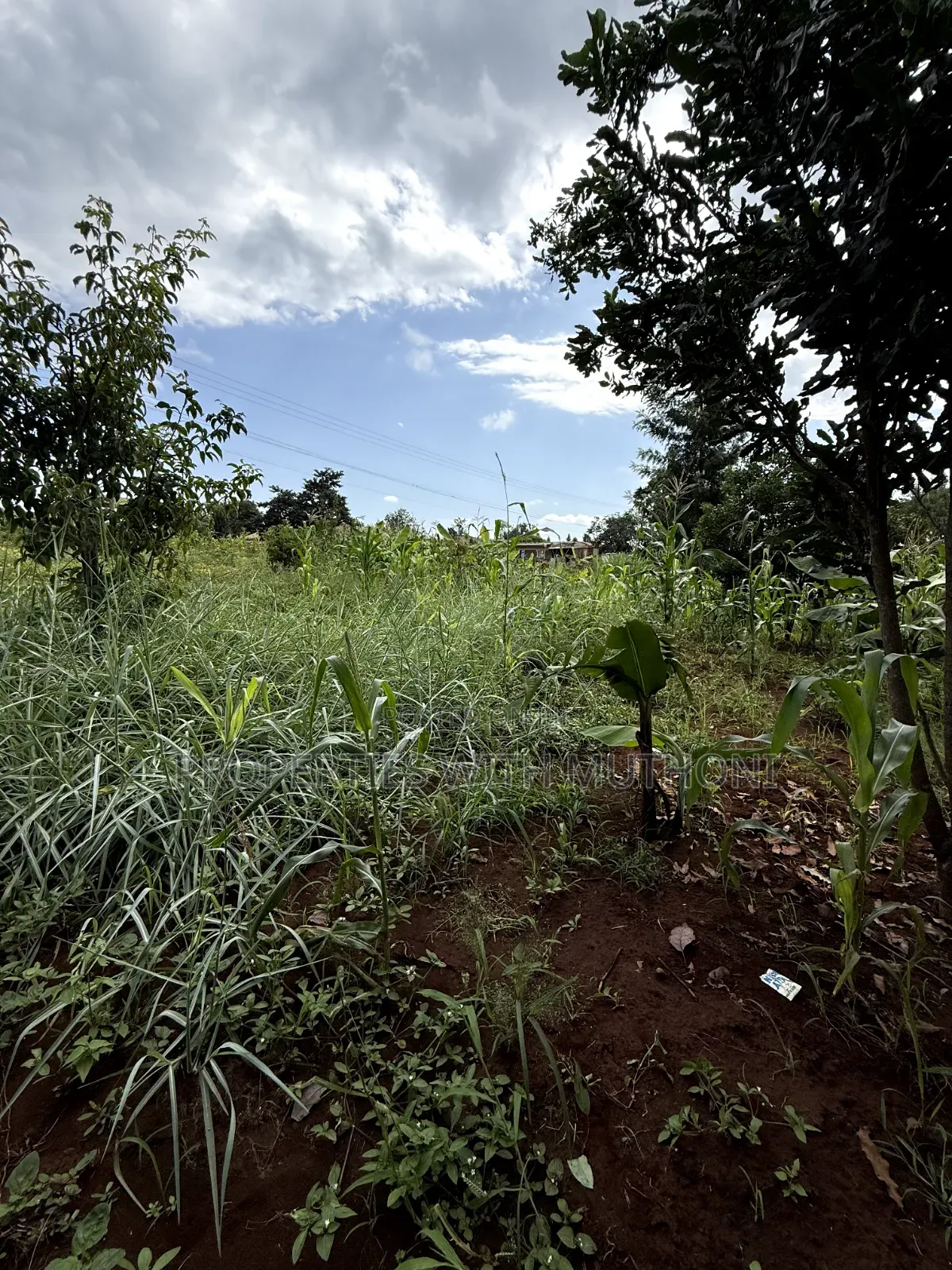 1/2 Acre Land for Sale in Gatuto, Kirinyaga County.