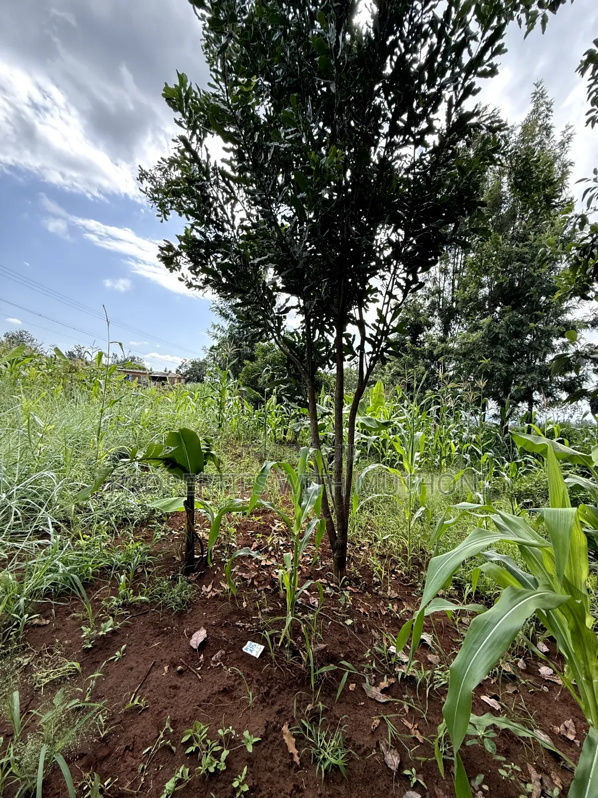 1/2 Acre Land for Sale in Gatuto, Kirinyaga County.