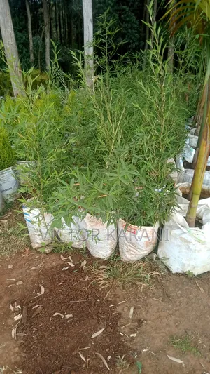 Tall Bamboos