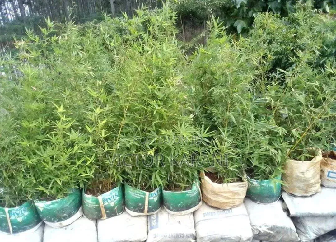 Tall Bamboos