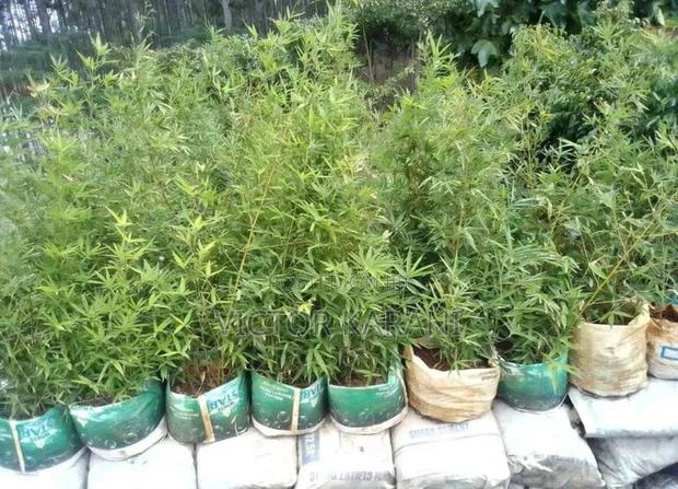Tall Bamboos - thumbnail 2