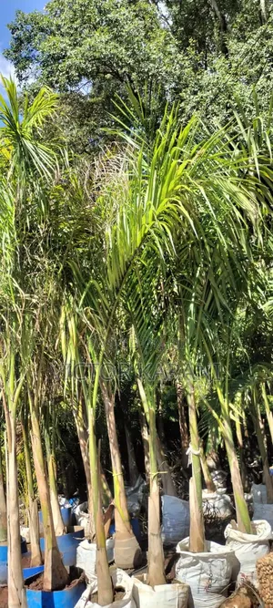 Tall Royal Palm