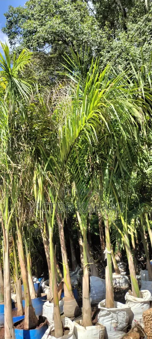 Tall Royal Palm