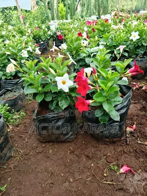 Mandevilla Diplodenia