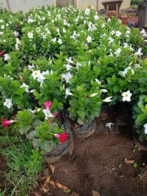 Mandevilla Diplodenia