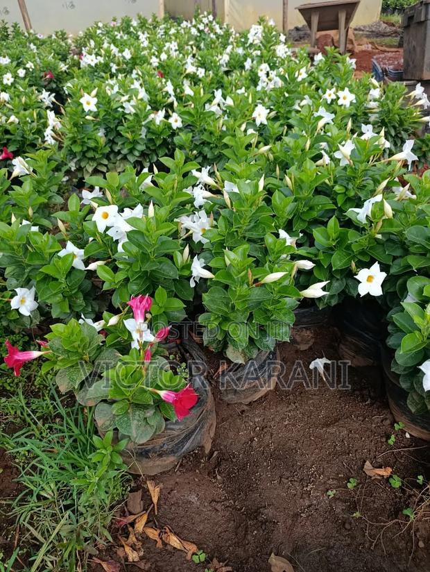 Mandevilla Diplodenia - thumbnail 2