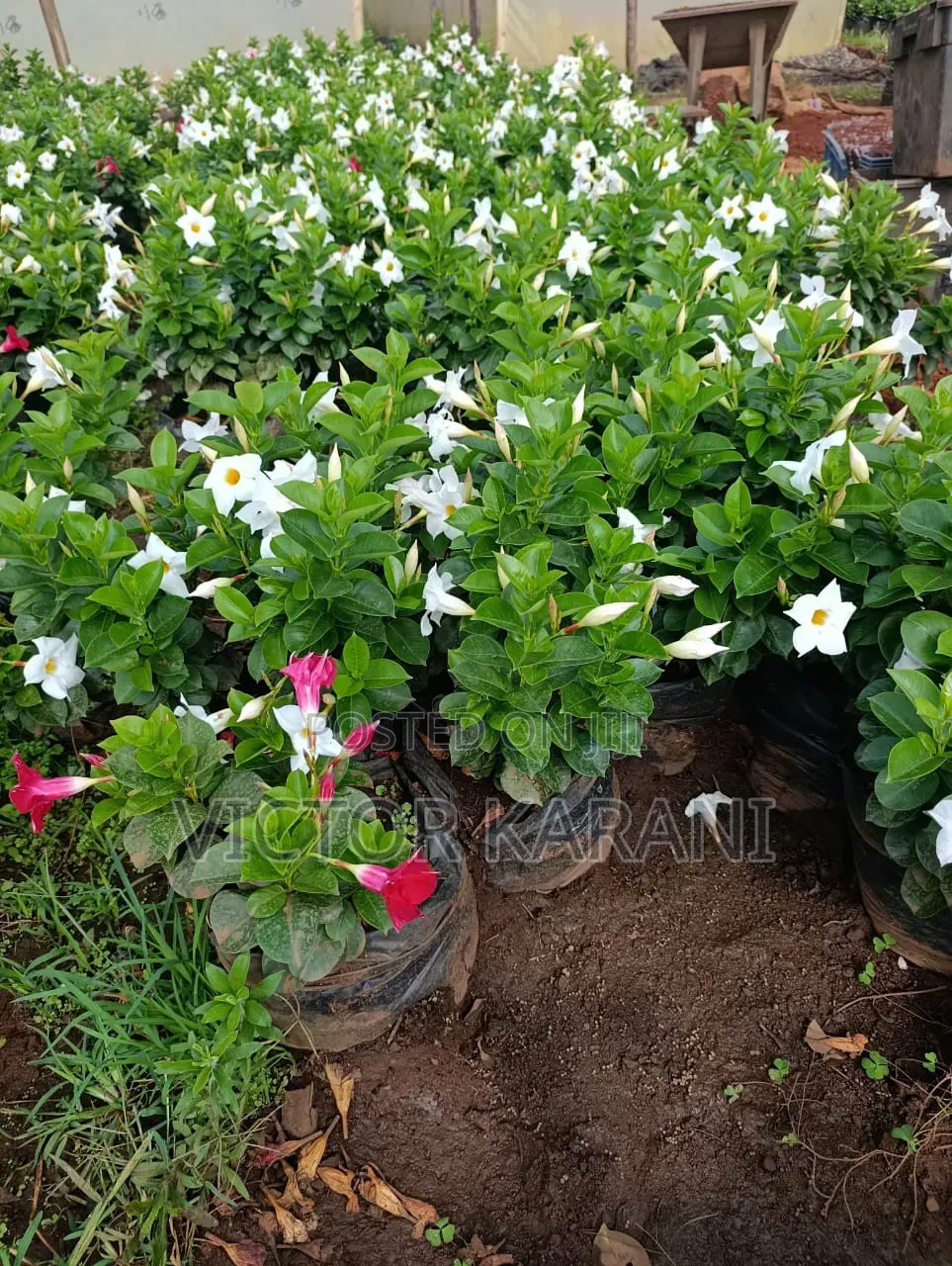 Mandevilla Diplodenia