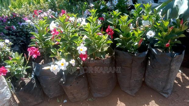 Mandevilla Diplodenia - thumbnail 3