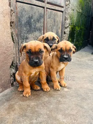 1-3 months Male Purebred Boerboel