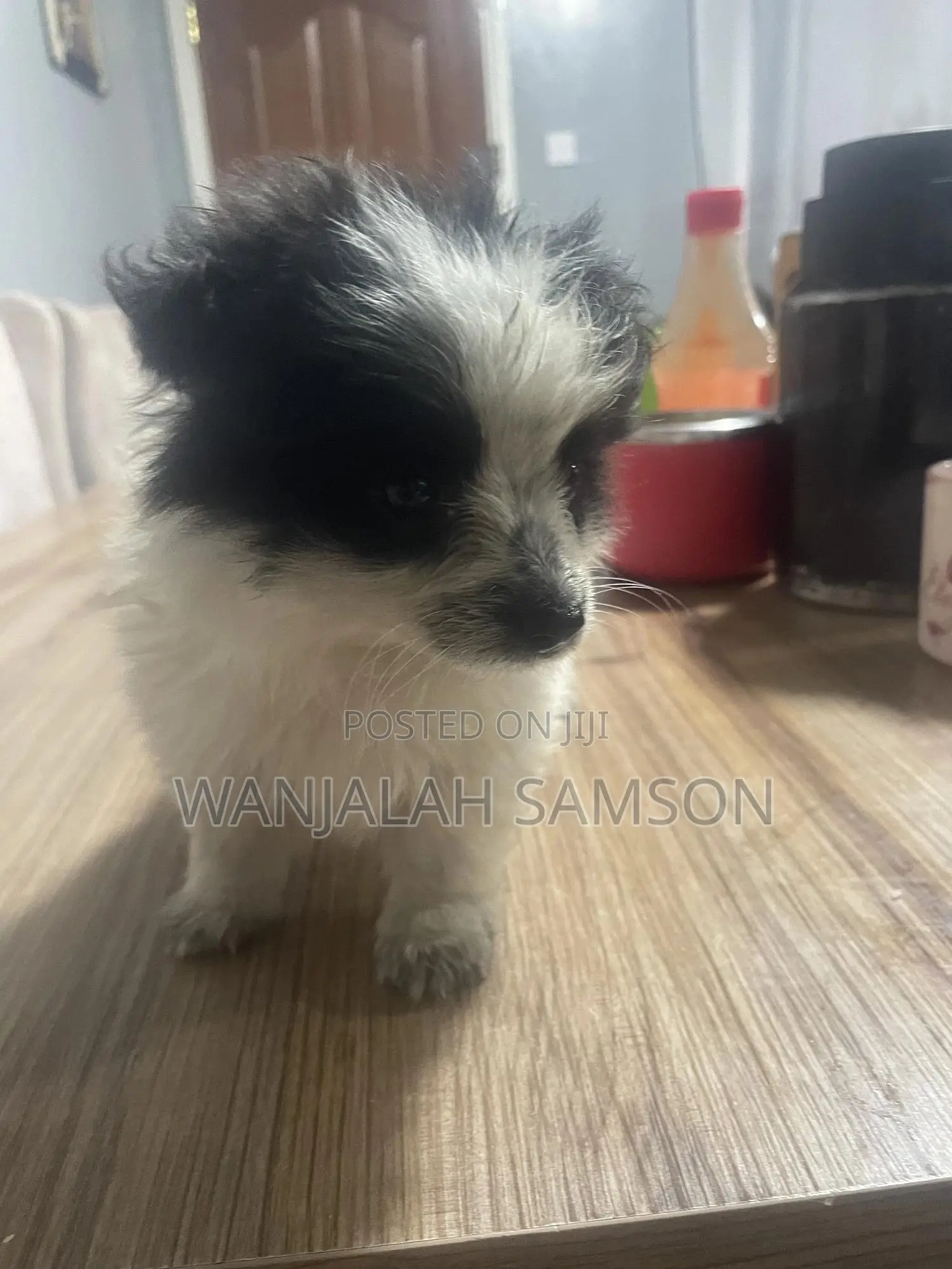 1-3 months Female Purebred Maltese