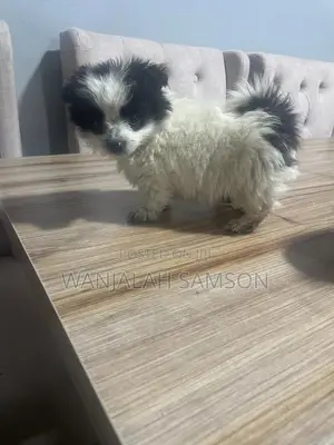 1-3 months Female Purebred Maltese