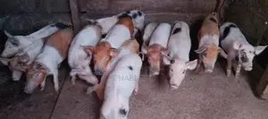 Mother's Sow And Piglets Urgent Sale