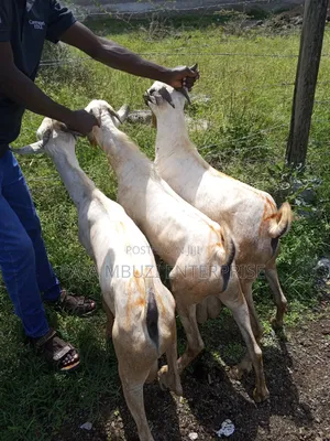 Male Goats for Sale