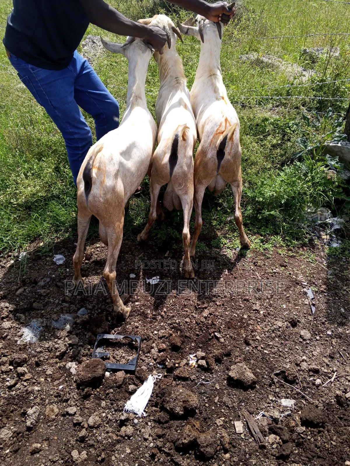 Male Goats for Sale