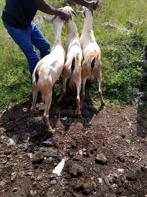 Male Goats for Sale