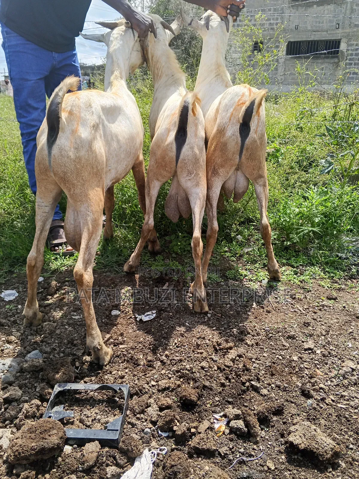 Male Goats for Sale
