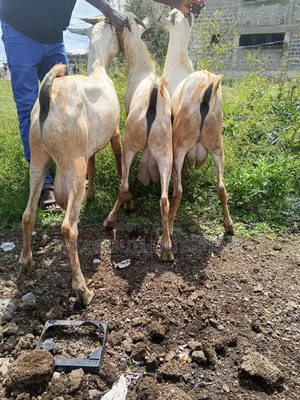 Male Goats for Sale