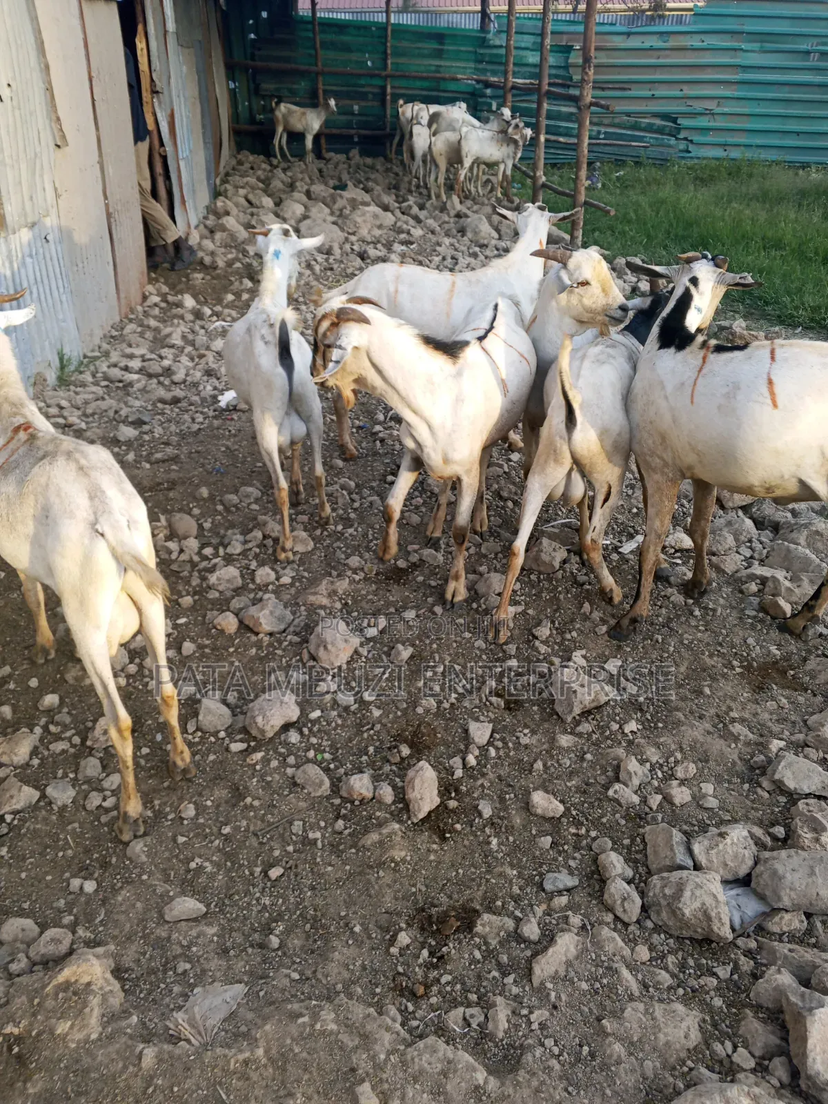 Male Goats for Sale