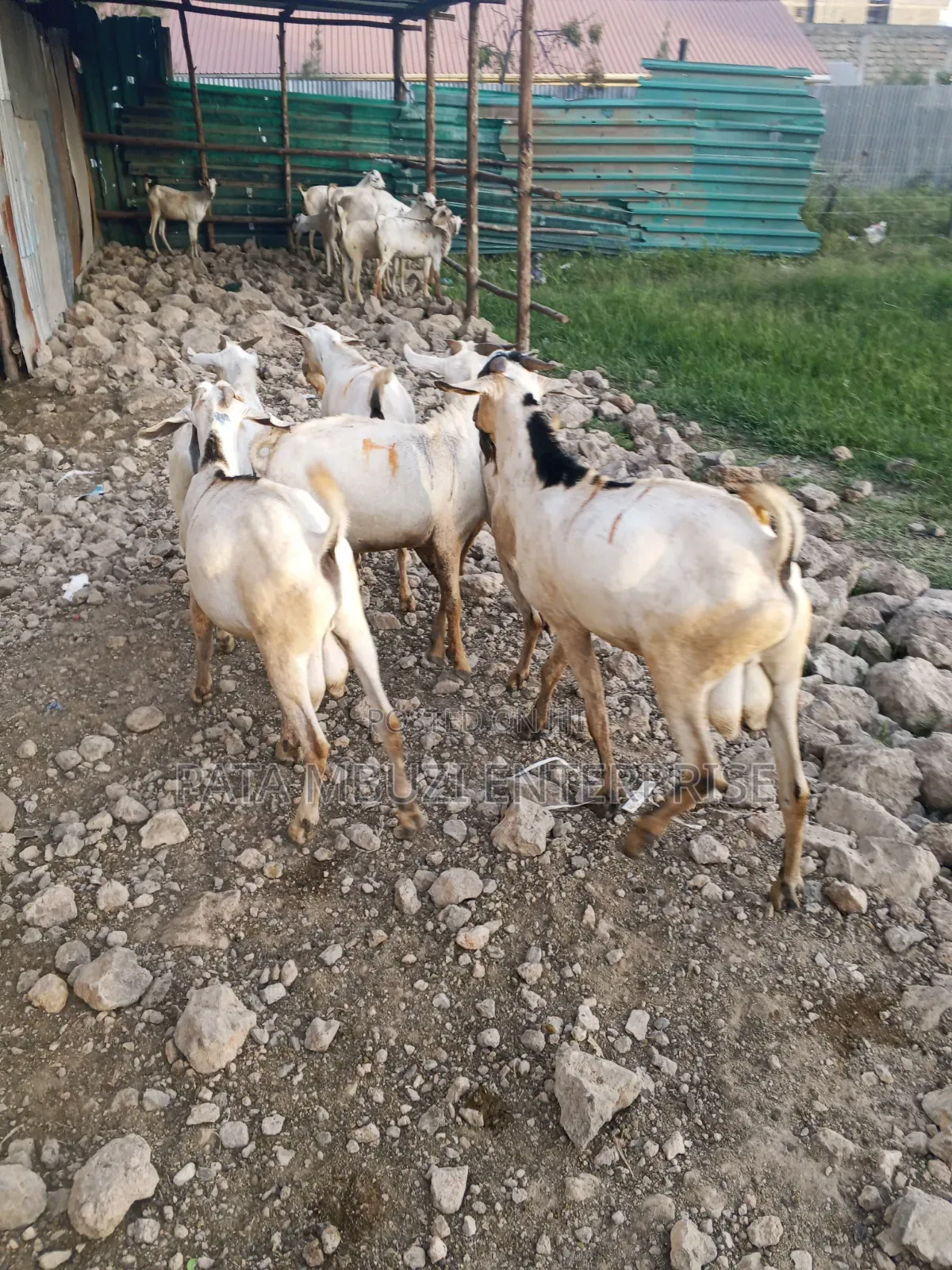 Male Goats for Sale