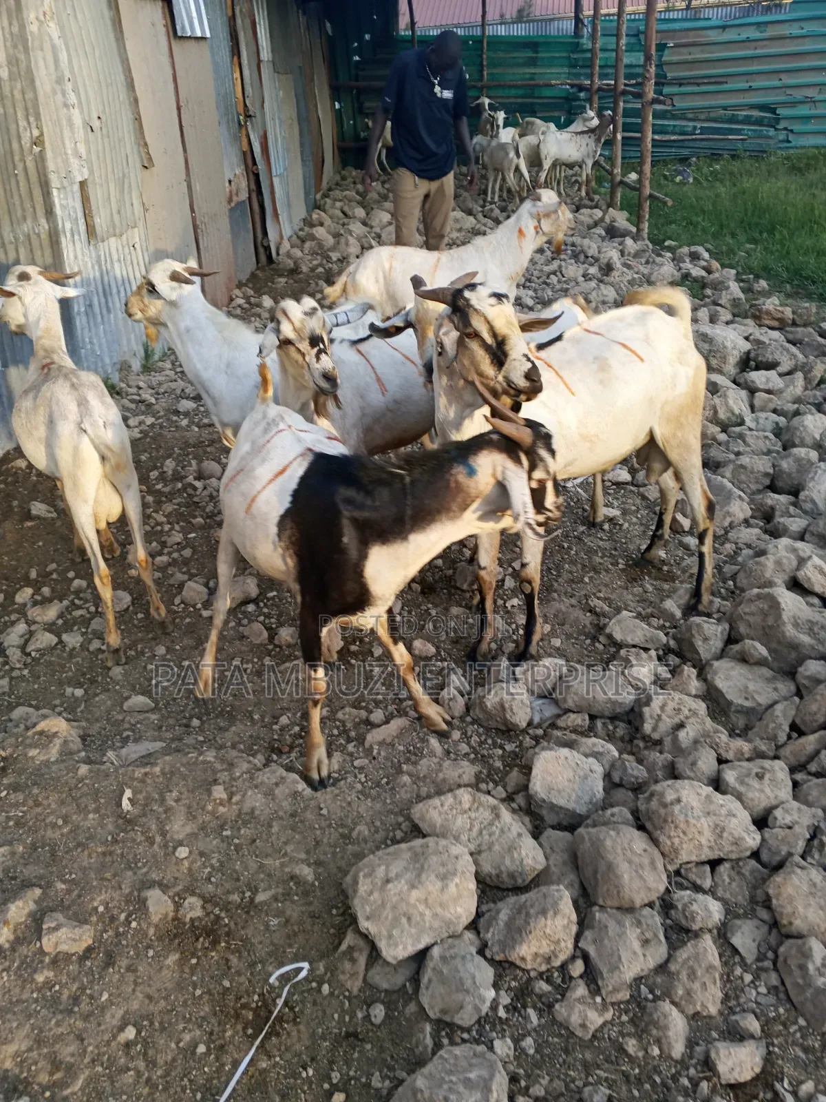 Male Goats for Sale