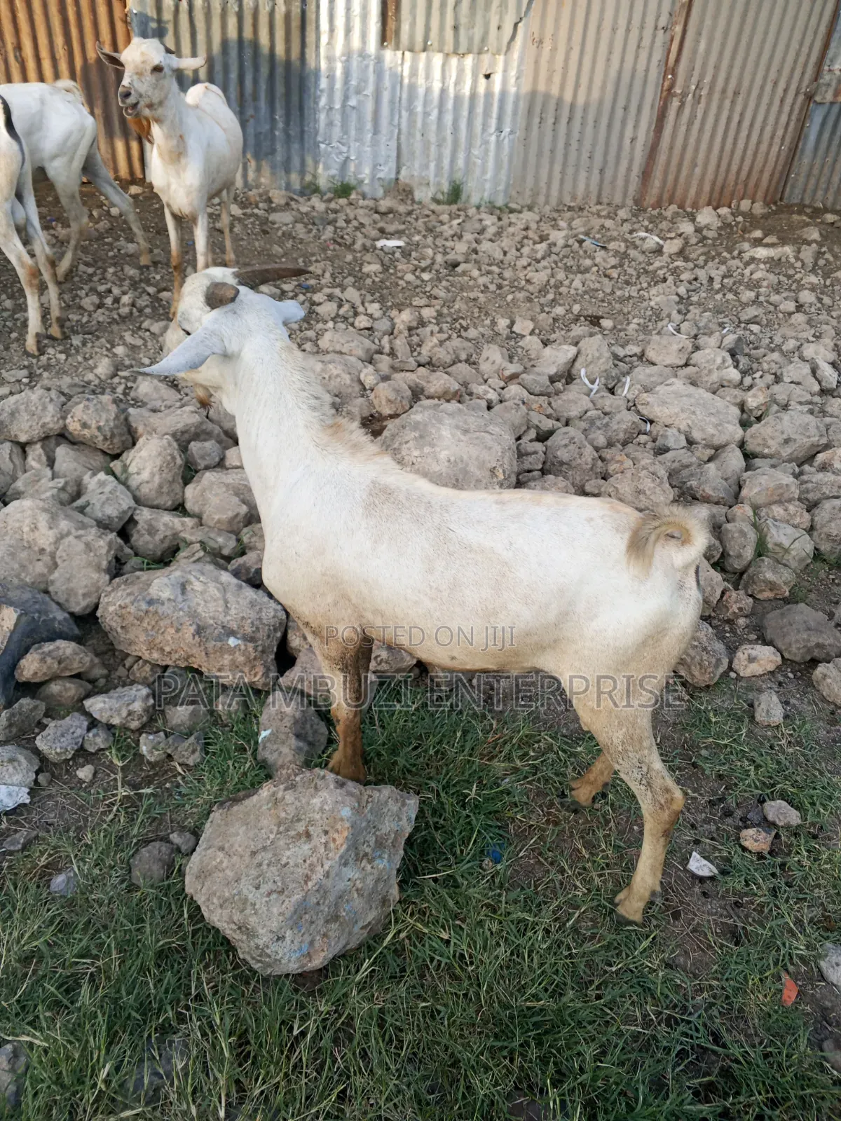 Male Goats for Sale