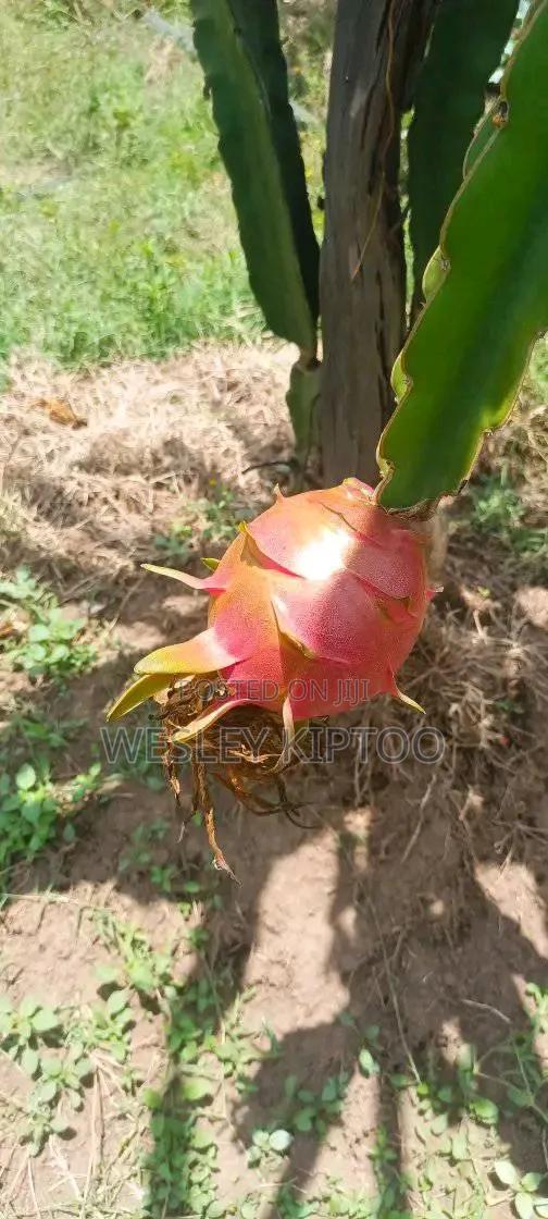 Dragon Fruits