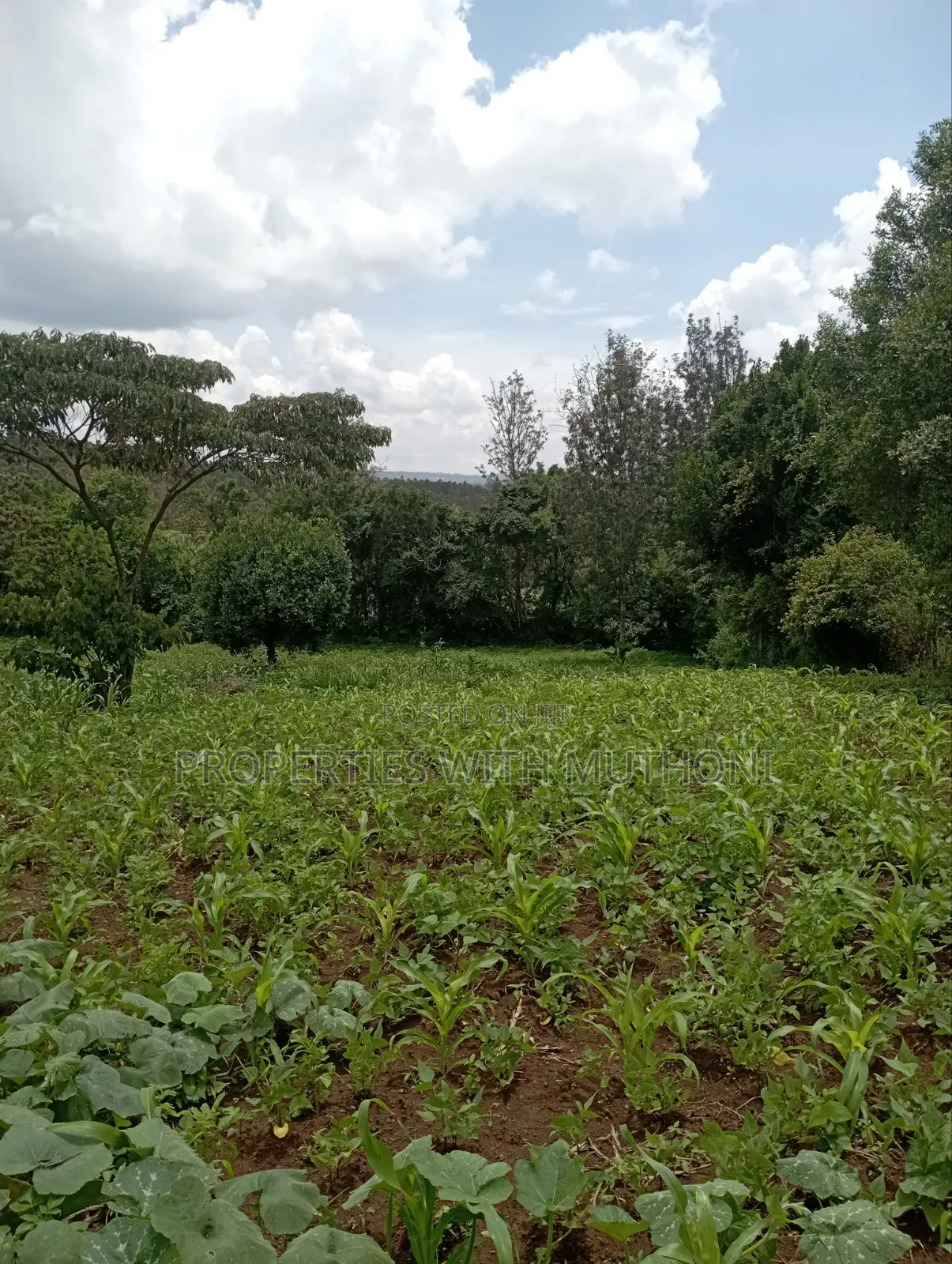 3/4 Acre for Sale in Olkeri, Karen West.