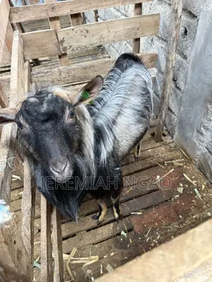 Premium Dairy Goats for Sale – Alpine Toggenburg | Katani, Machakos