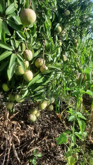Agribusiness Land