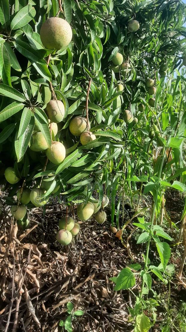 Agribusiness Land