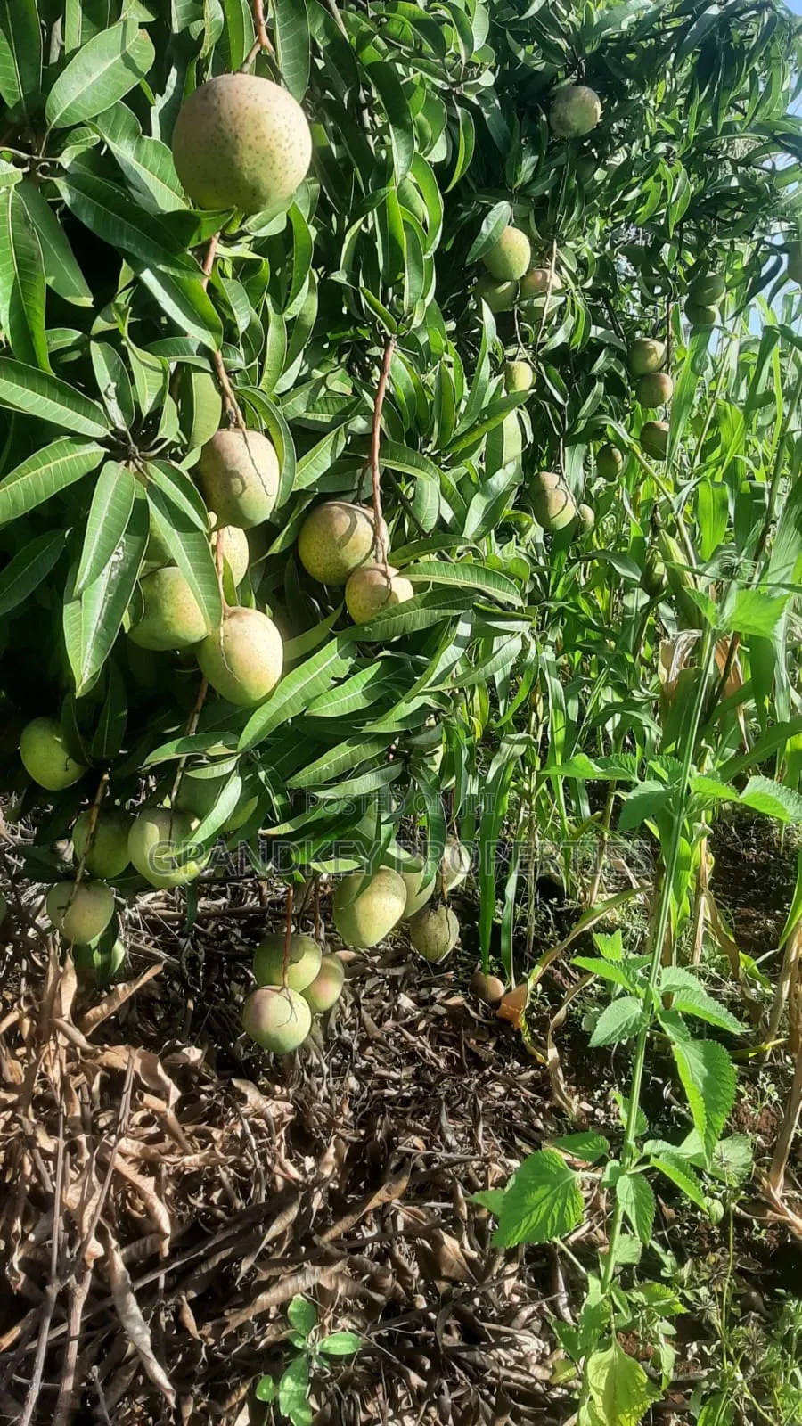 Agribusiness Land