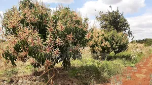 Agribusiness Land
