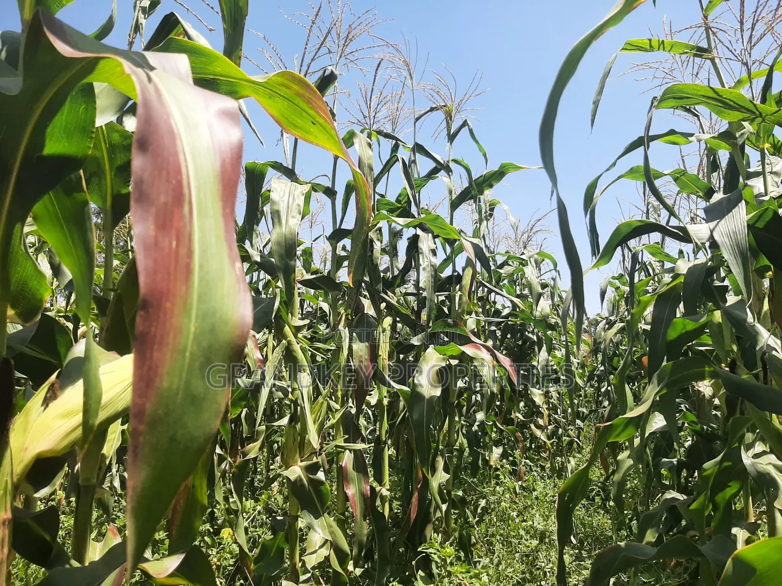 Agribusiness Land