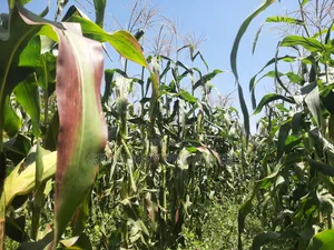 Agribusiness Land