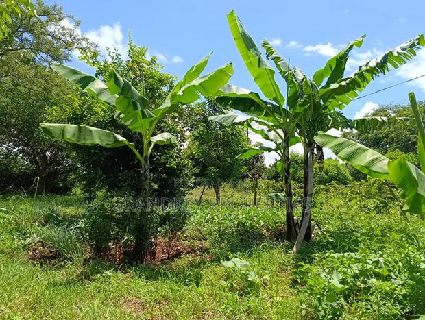Agribusiness Land - thumbnail 8