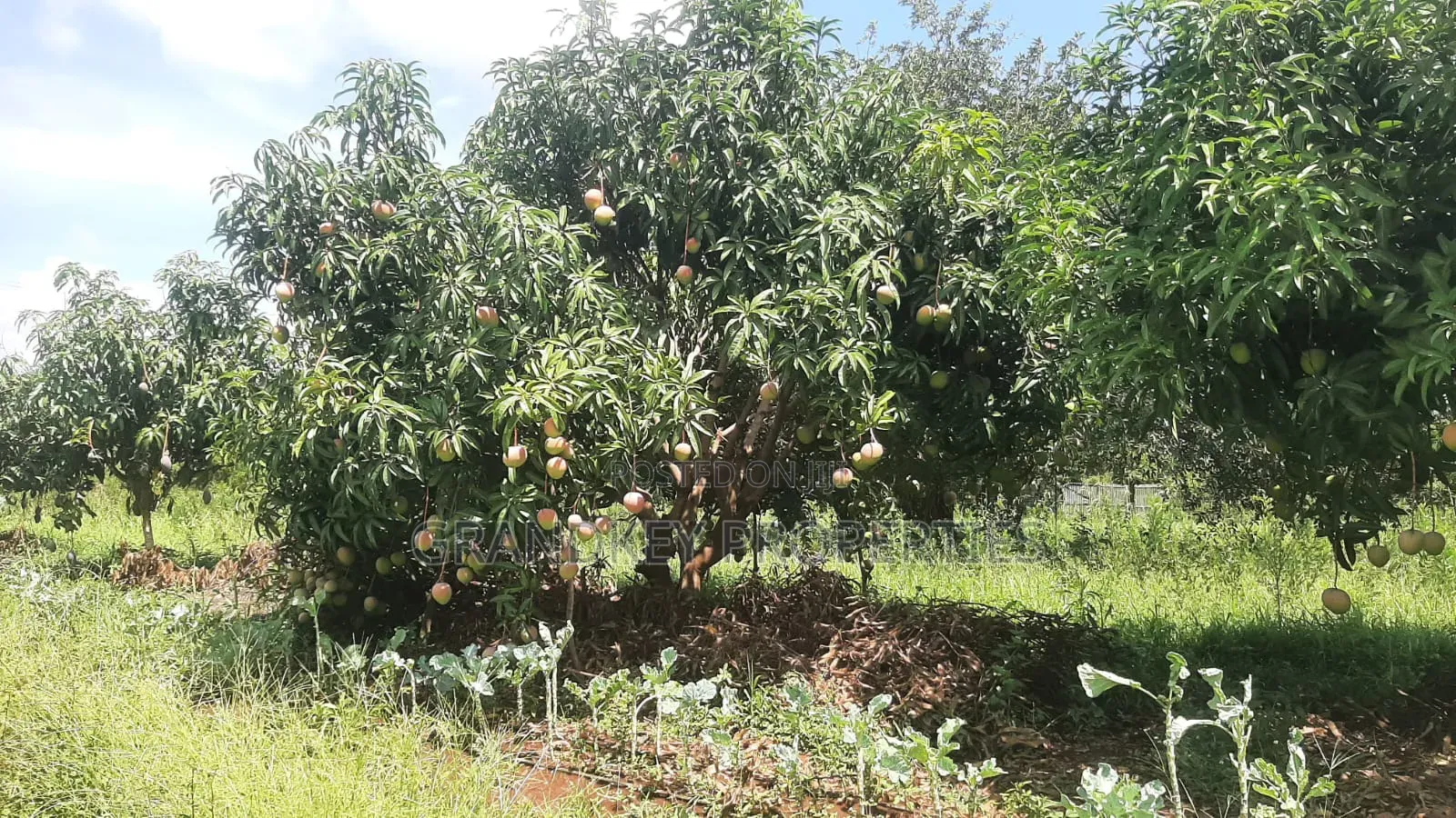 Agribusiness Land