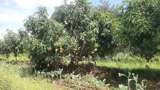 Agribusiness Land - thumbnail 13