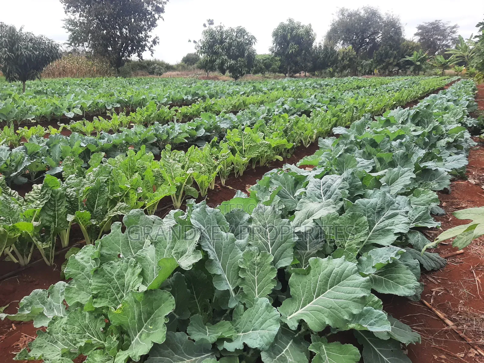 Agribusiness Land