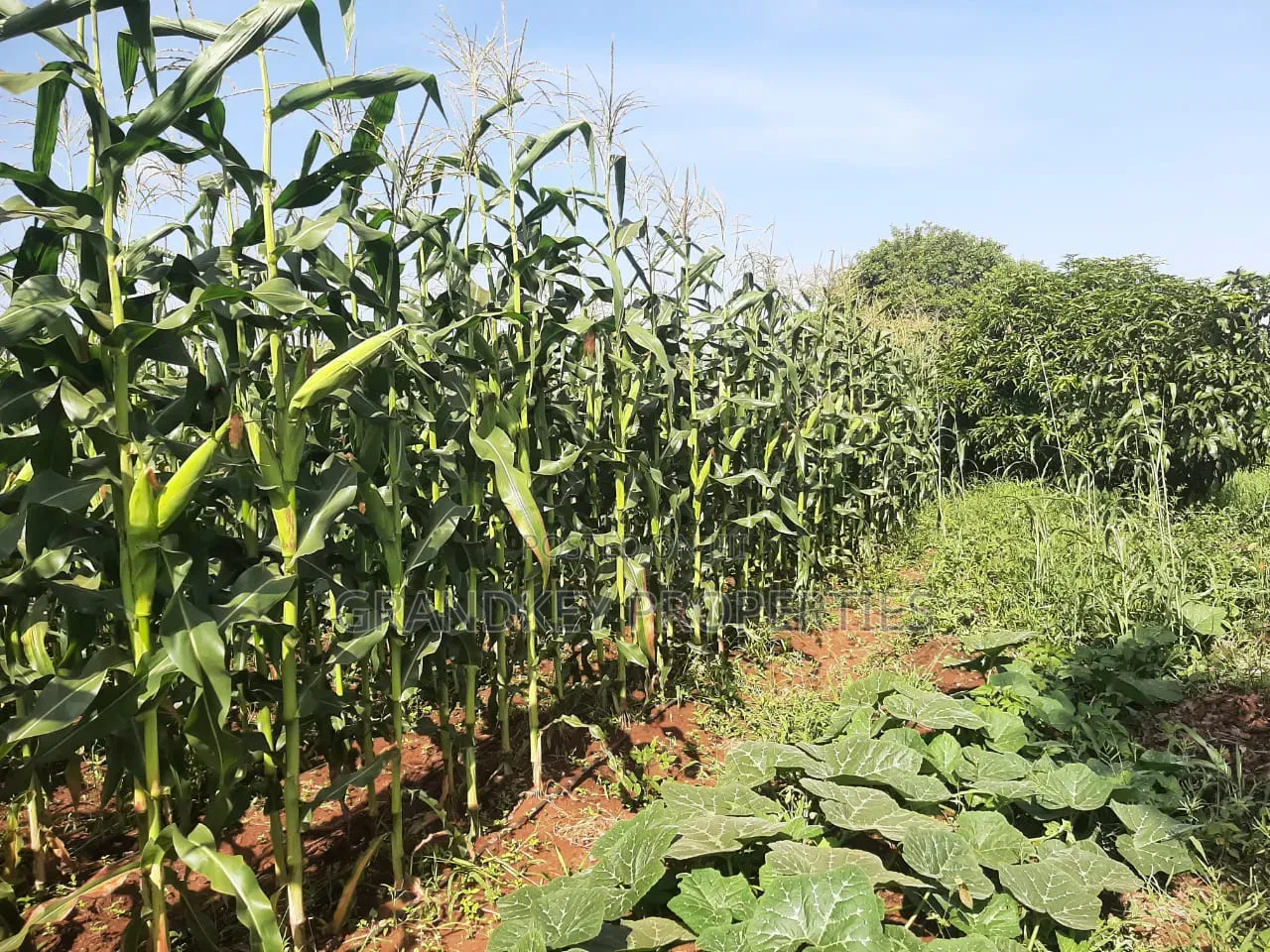 Agribusiness Land