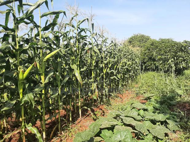 Agribusiness Land - thumbnail 16