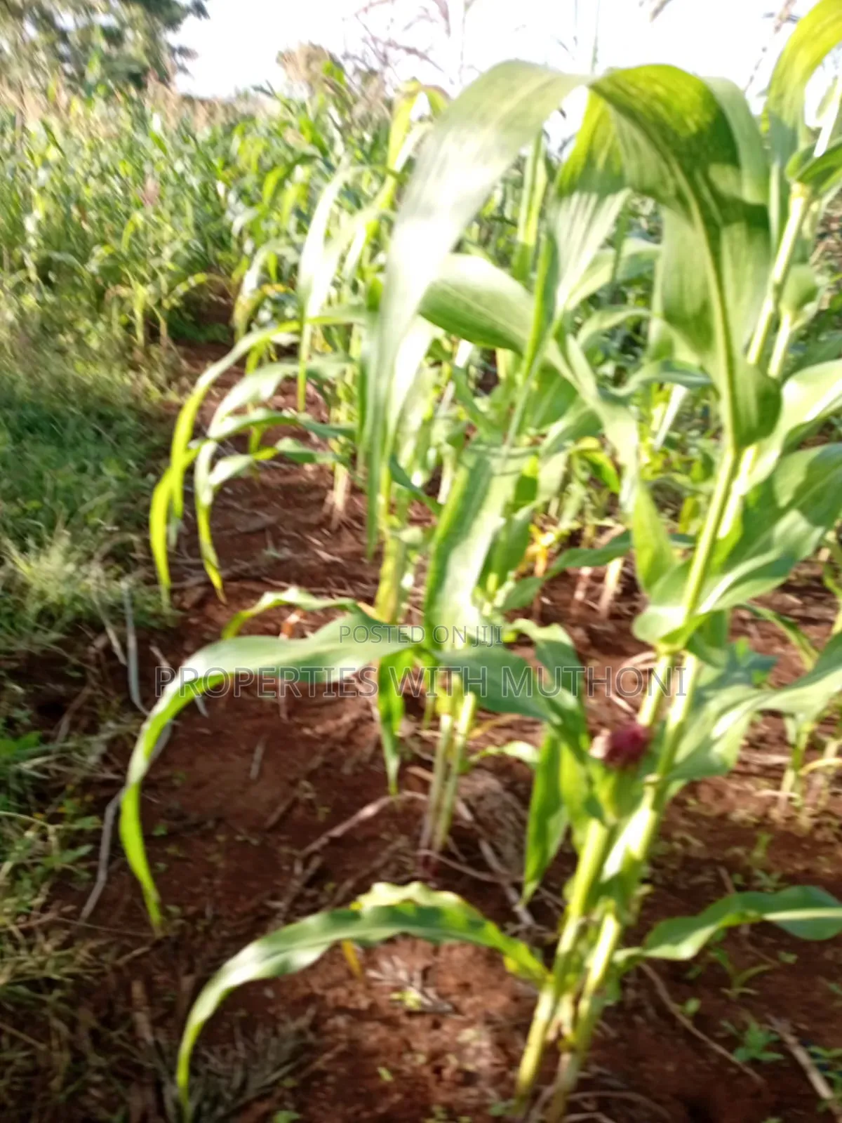 50×100 Plot for Sale in Kimica, Njegas, Kirinyaga.