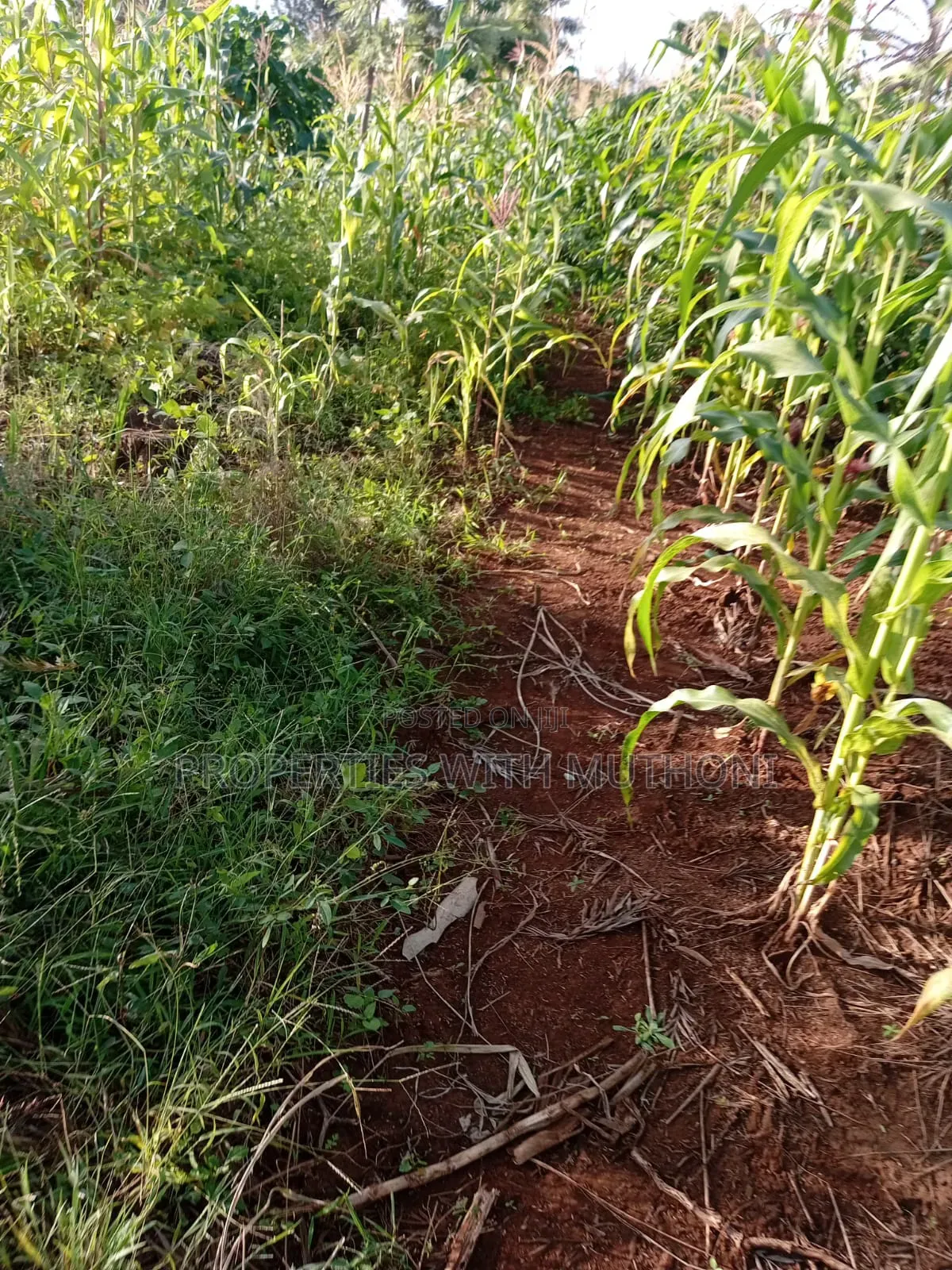 50×100 Plot for Sale in Kimica, Njegas, Kirinyaga.