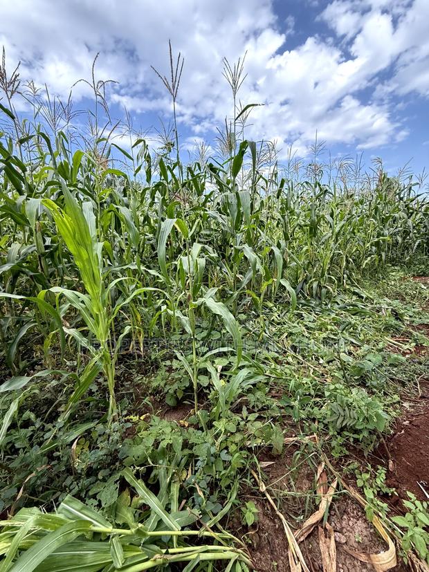 50×100 Plot for Sale in Kimica, Njegas, Kirinyaga.