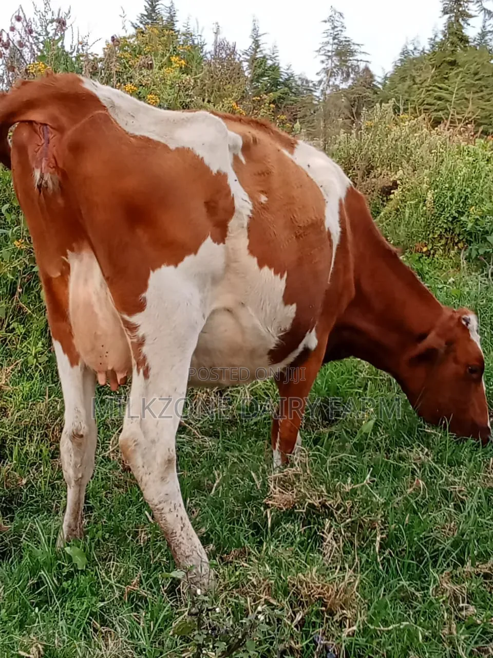 Asha Standard
