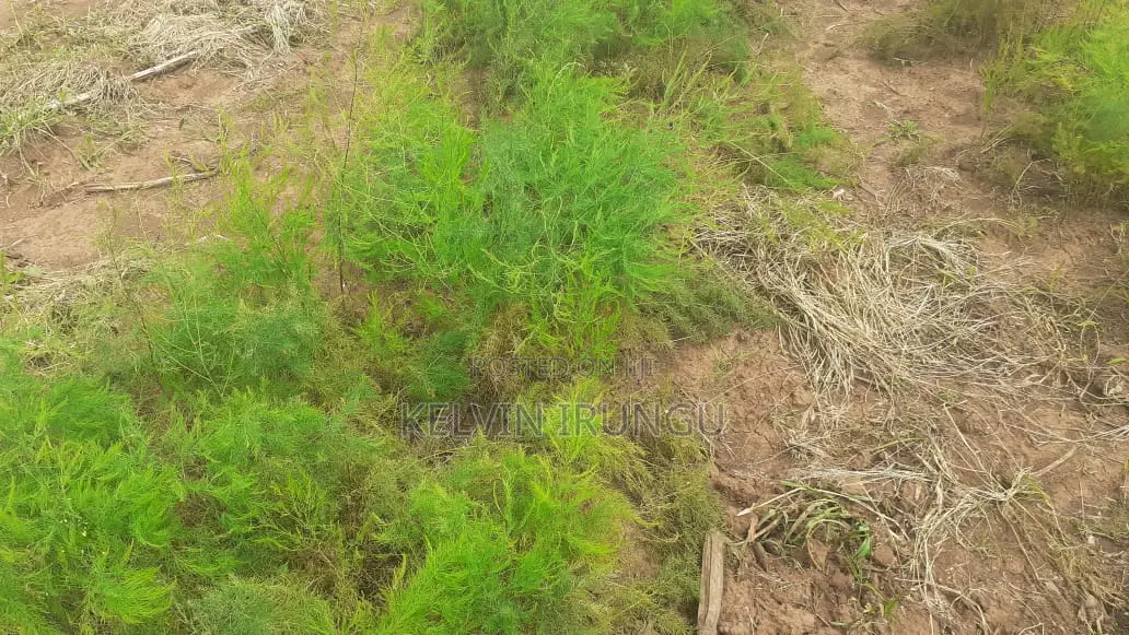 Selling Asparagus Seedlings From a Direct Seedbed